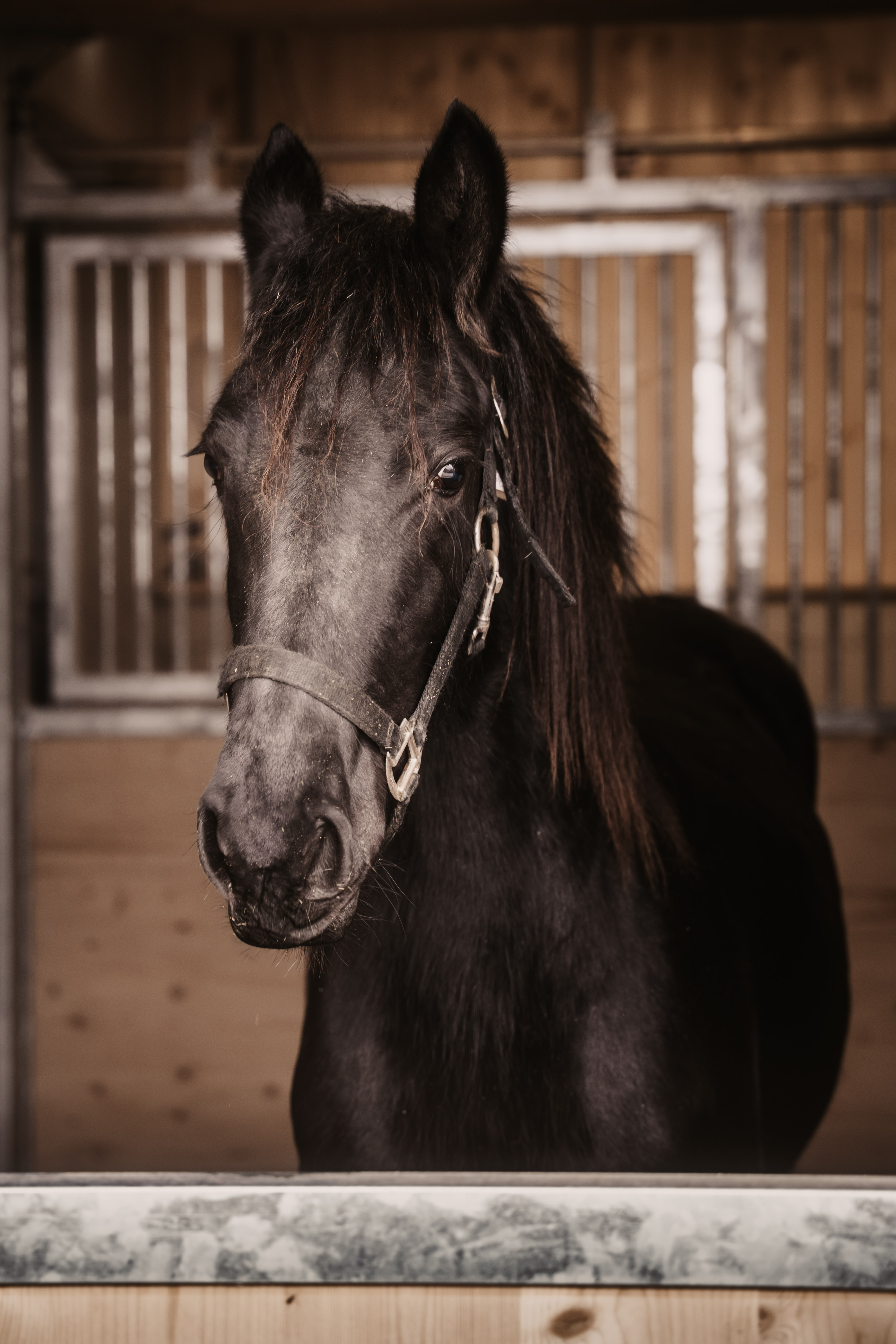 Kinderhotel: Unser Pferd Ariana - Hotel …mein Neubergerhof**** - Spielen | Entdecken