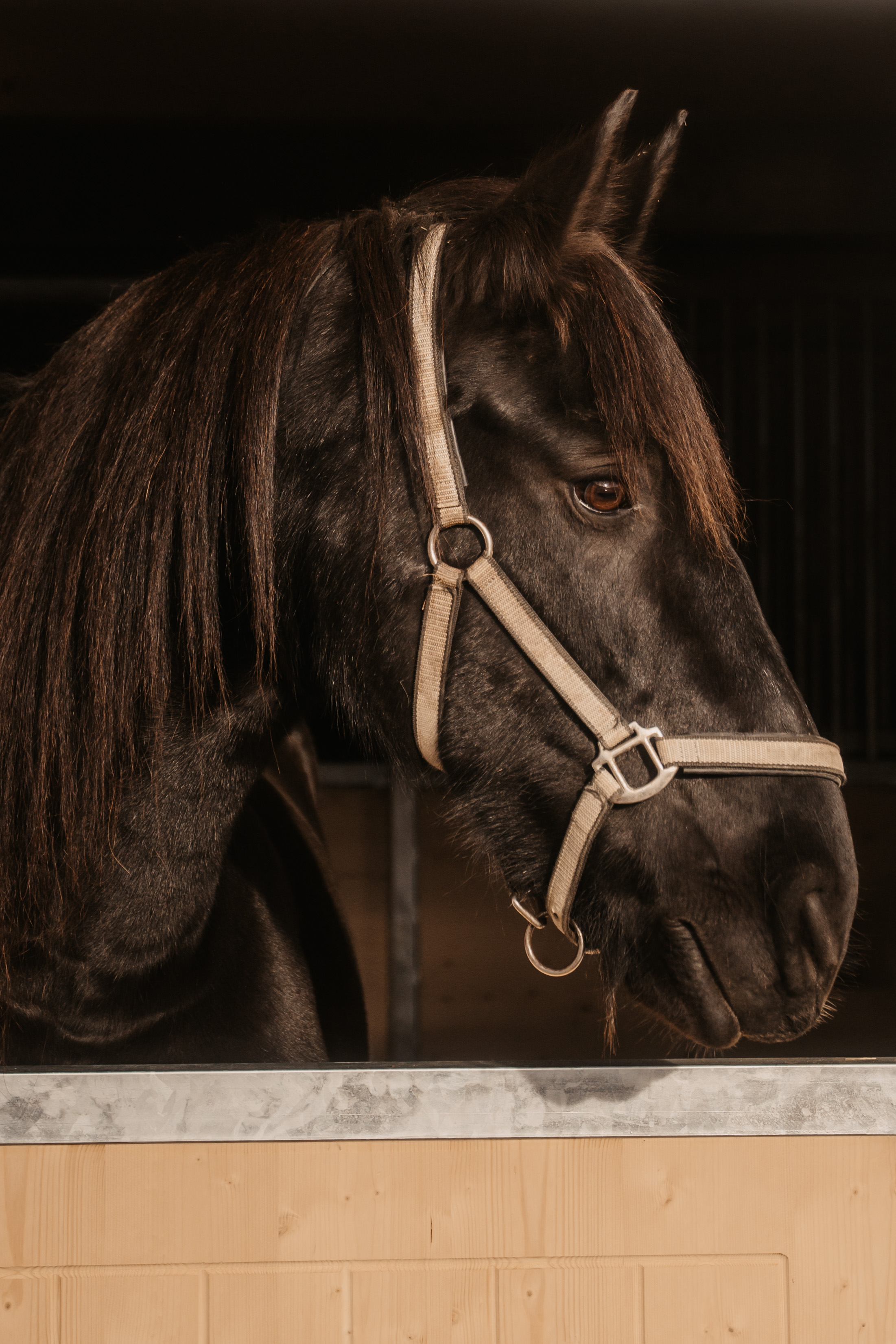 Kinderhotel: Unser Pferd Imke - Hotel …mein Neubergerhof**** - Spielen | Entdecken