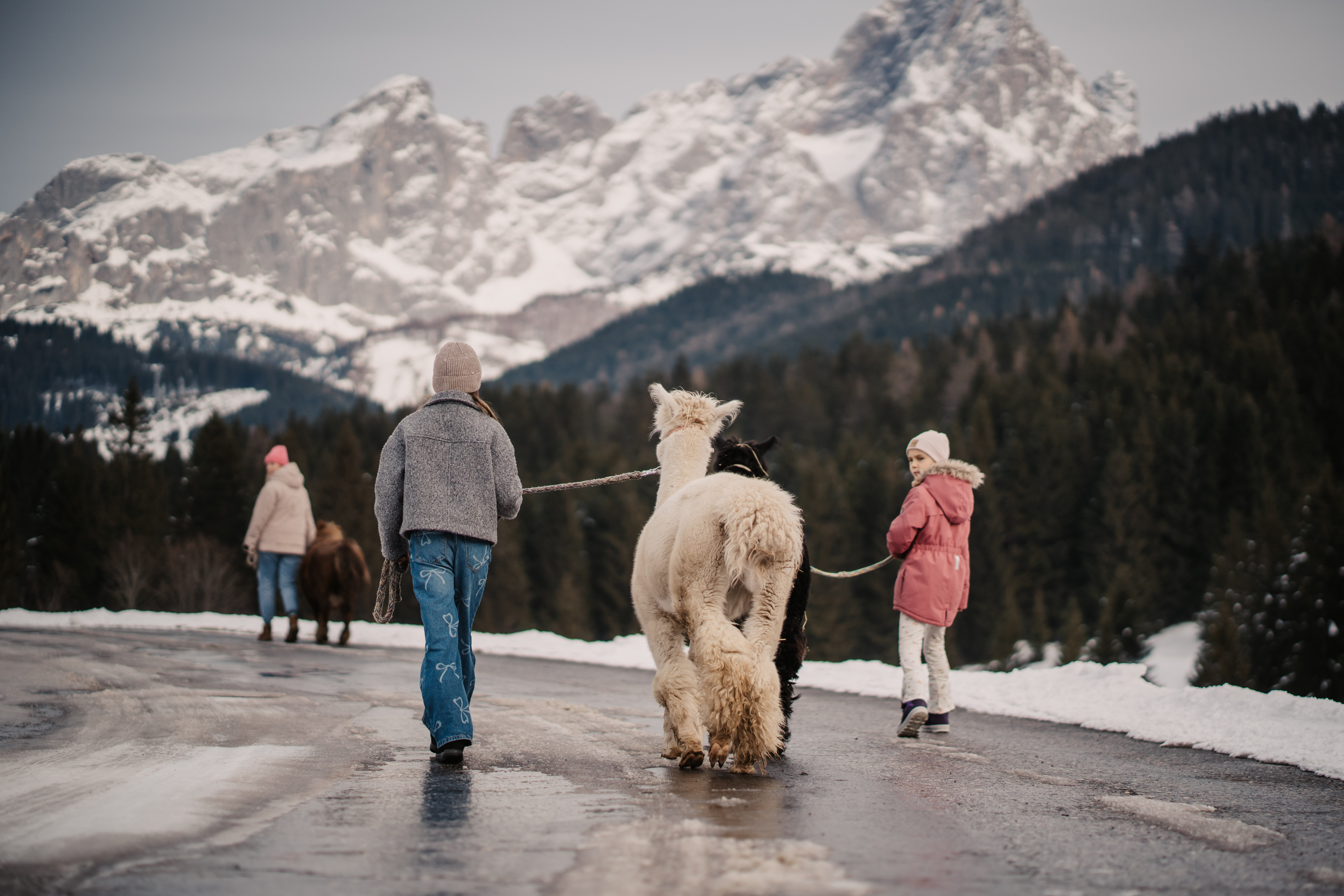 Kinderhotel: kostenlose Alpakawanderung mit der Familie - Hotel …mein Neubergerhof****