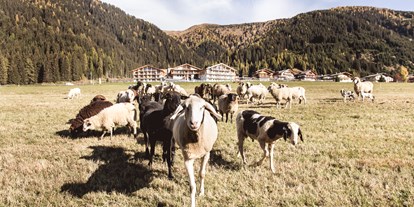 Familienhotel - Garten - Das Almfamilyhotel Scherer in Osttirol - Almfamilyhotel Scherer****s - Familotel Osttirol