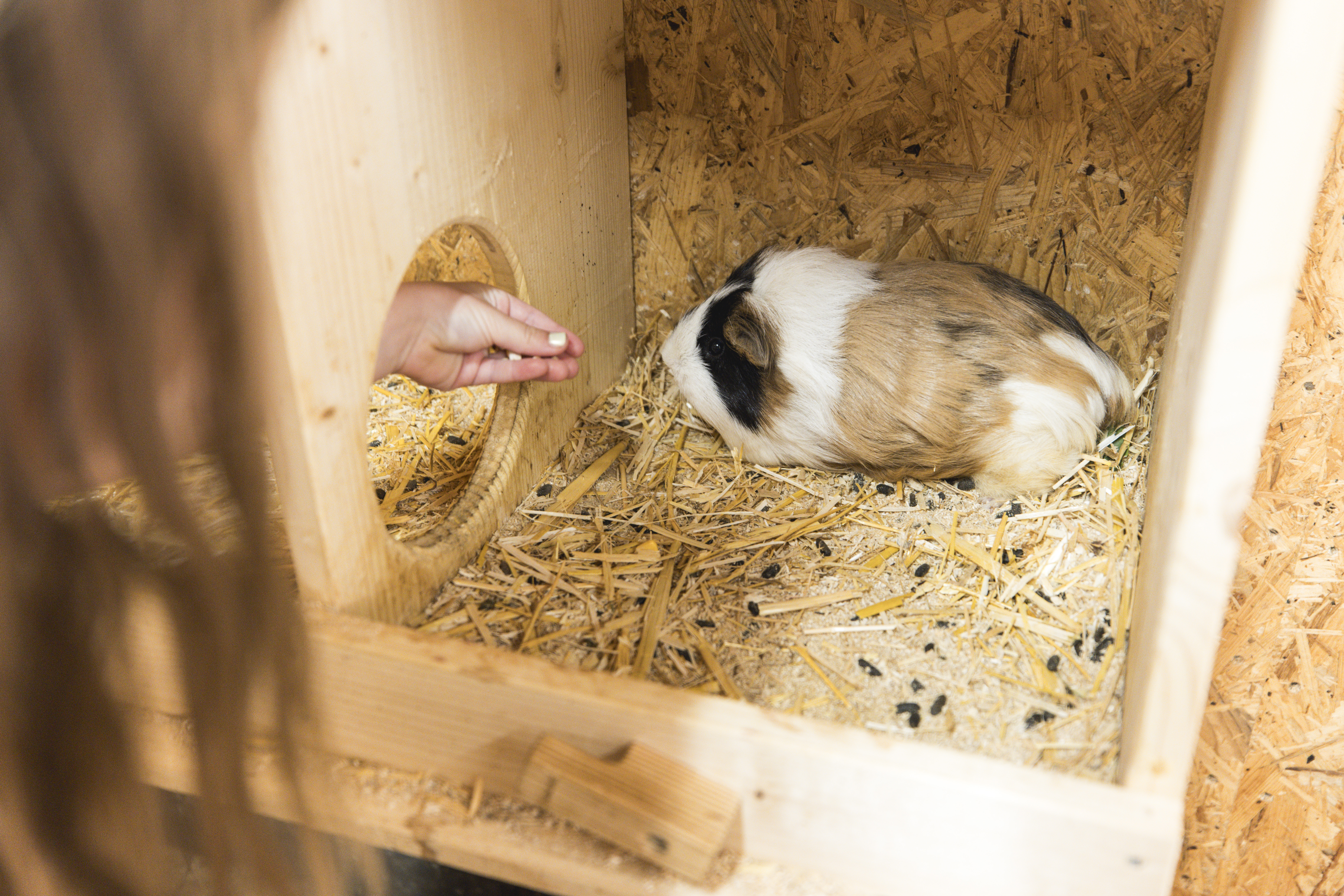 Kinderhotel: Meerschweinchen. Tiere. Bauernhof. - Almfamilyhotel Scherer****s - Familotel TIROL - Spielen | Entdecken