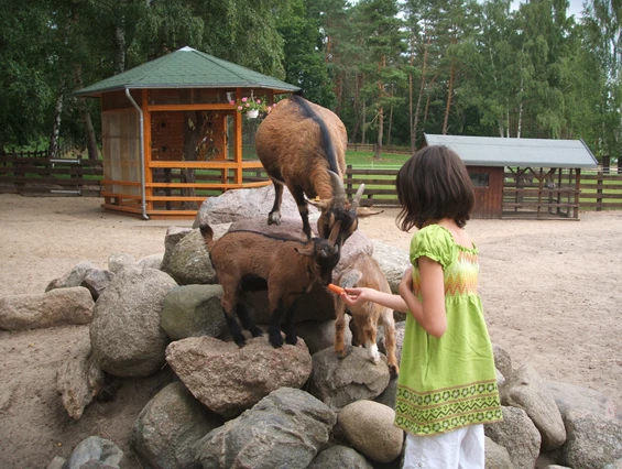 Kinderhotel: Streichelzoo mit Ziegen, Alpakas, Esel, Ponys und Pferden, Meerschweinchen, Kaninchen, Vogelvoliere mit Sittichen, Zwerghühner und Zierfische - Aparthotel Am See