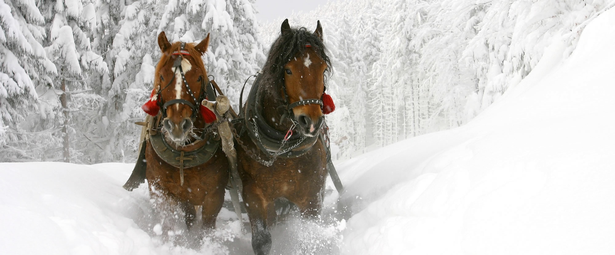 Familien und Vitalhotel Mühlpointhof ***S Ausflugsziele Winter: Pferdekutschenfahrt und mit 2 PS durch die Winterlandschaft