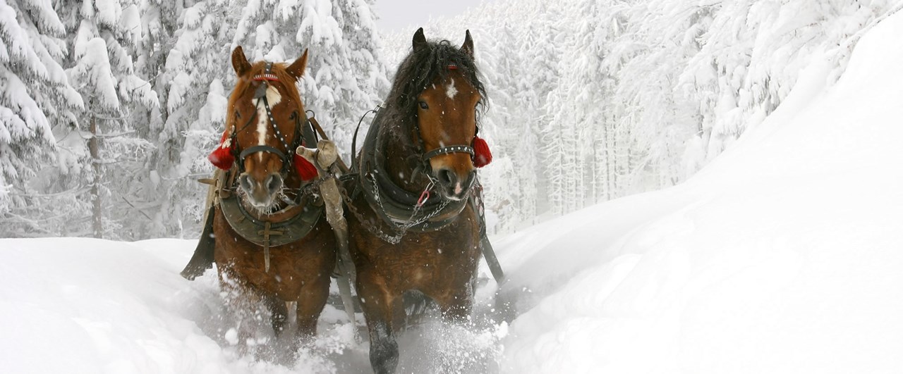 Familien und Vitalhotel Mühlpointhof ***S Ausflugsziele Winter: Pferdekutschenfahrt und mit 2 PS durch die Winterlandschaft